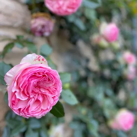 Le Domaine De Linars - L'aile Du Chateau *